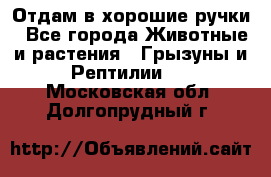 Отдам в хорошие ручки - Все города Животные и растения » Грызуны и Рептилии   . Московская обл.,Долгопрудный г.